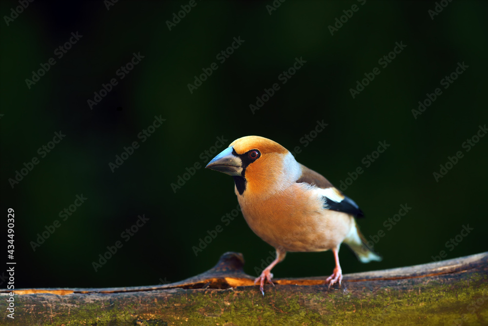 The hawfinch (Coccothraustes coccothraustes) sitting on the branch.Portrait of a very colorful European songbird with a dark background.
