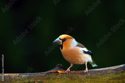 The hawfinch (Coccothraustes coccothraustes) sitting on the branch.Portrait of a very colorful European songbird with a dark background.