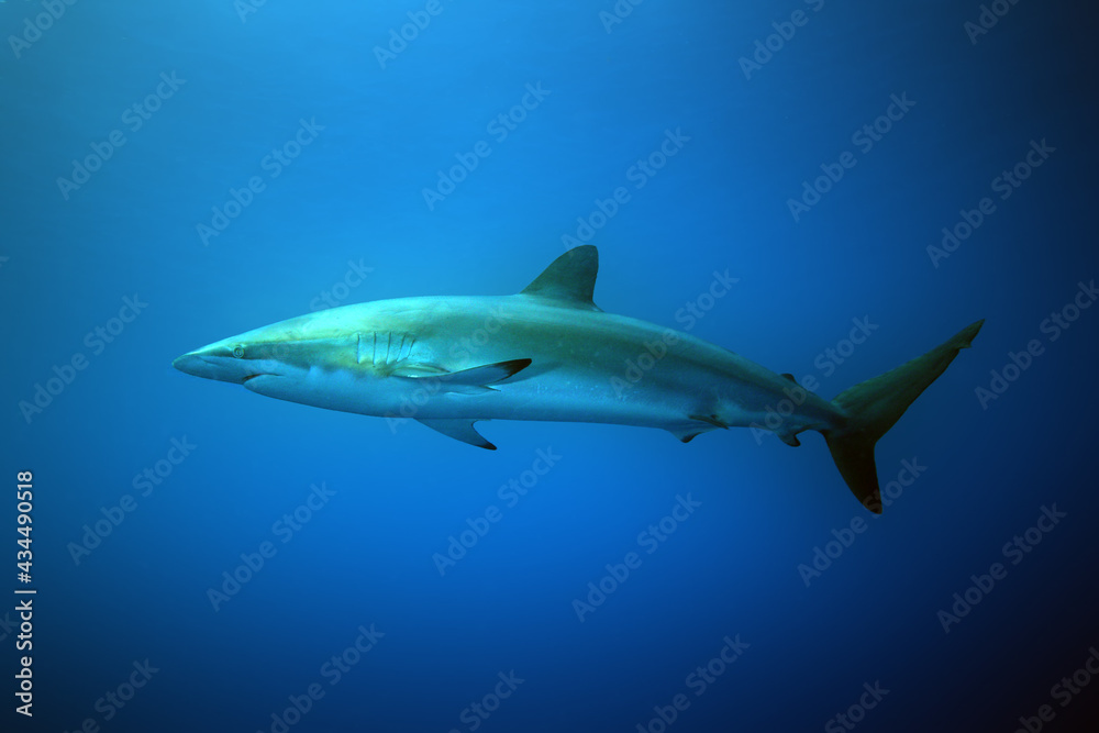 Silky shark (Carcharhinus falciformis) floating just below the surface. Great pelagic shark in blue.