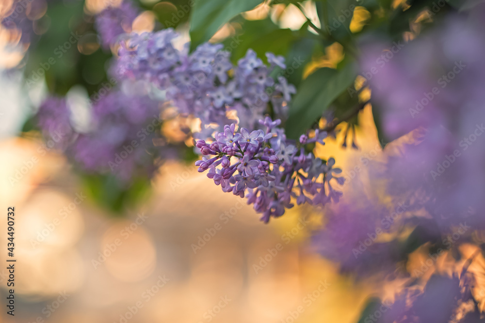 Obraz premium Lilac flowers background. Beautiful spring background with copy space for text.