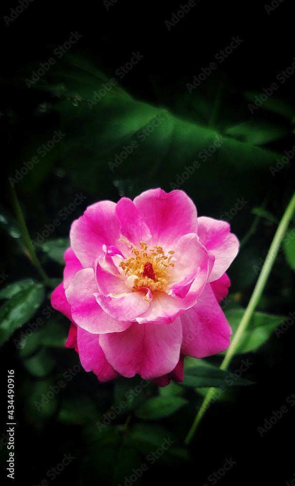 Fototapeta premium Pink rose flower