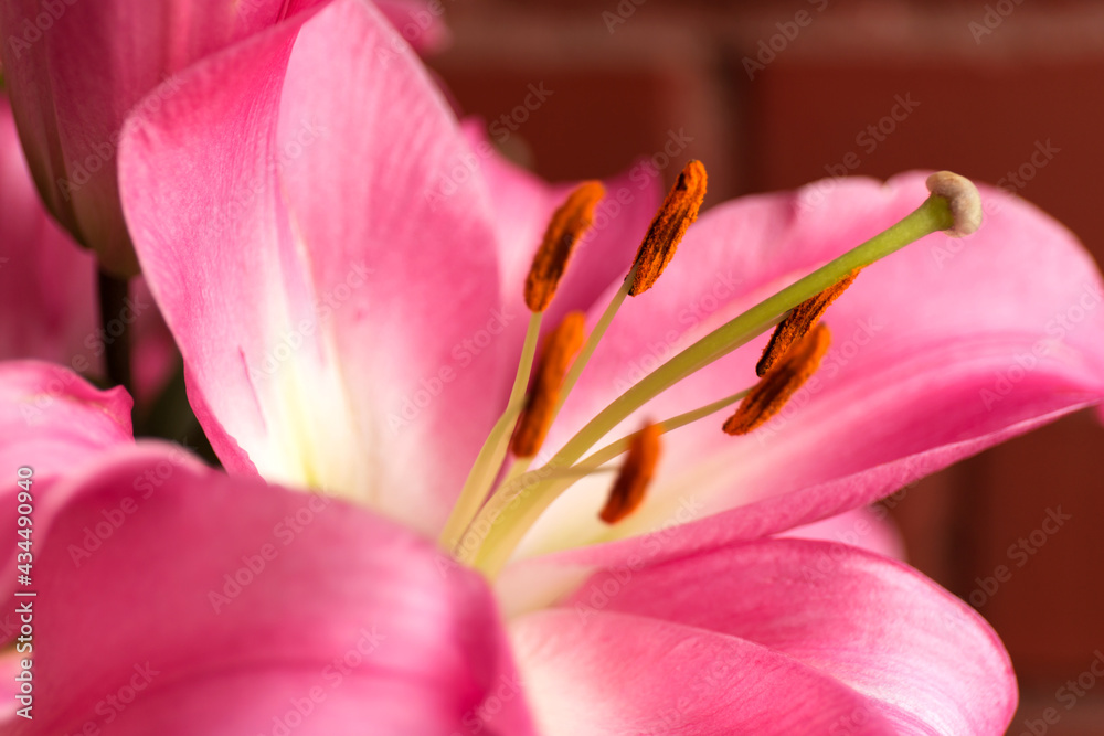 Macro pink big lily flower with soft focus. Abstract close up petal blur background.