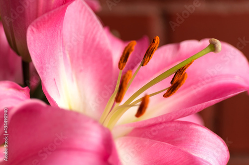 Macro pink big lily flower with soft focus. Abstract close up petal blur background.