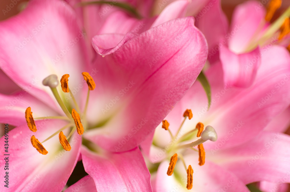 Macro pink big lily flowers with soft focus. Abstract close up petal blur background.