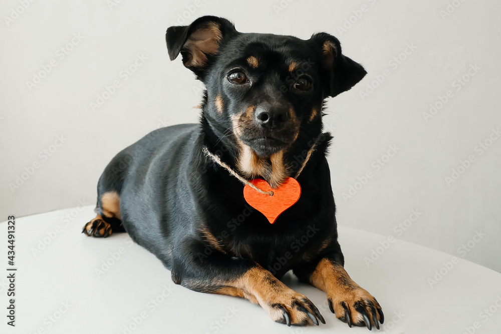 funny little black dog with red wooden heart, animal love medallion, on white background funny little black dog with red wooden heart, animal love medallion, on white background