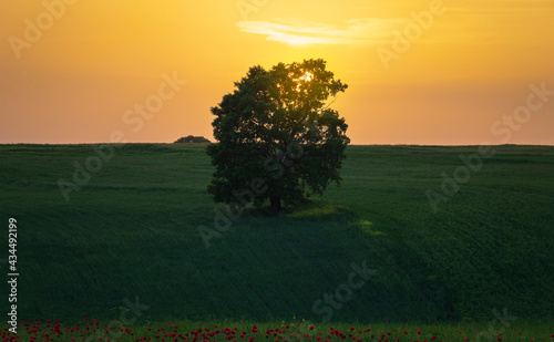 Lonely oak standing in a fi...