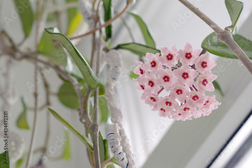 Hoya carnosa big inflorescence. rare nice pink blooming flowers cluster hanging from top