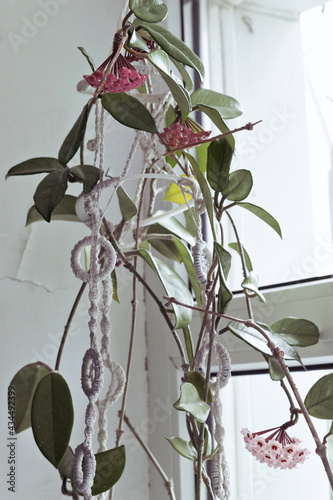 wax plant, growing in rope suspension for planters, hanging at window