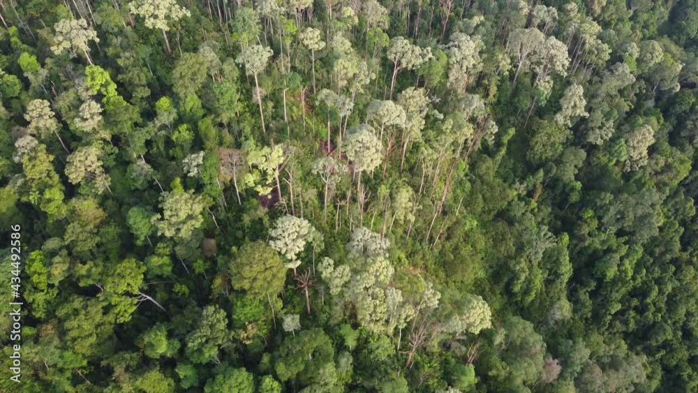 Aerial view Malaysia rainforest in morning