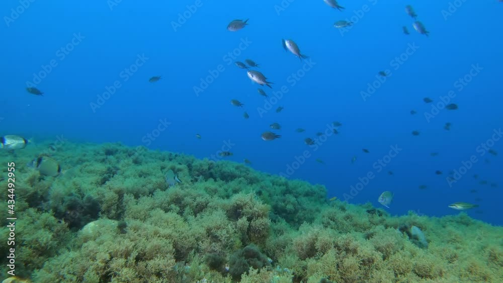 Underwater landscape - Mediterranean sea reef fishes Underwater landscape - Mediterranean sea reef fishes