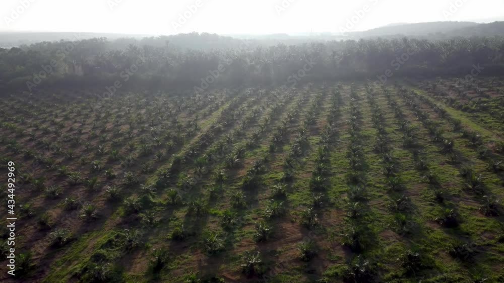 Aerial misty view of oil palm plantation in morning Aerial misty view of oil palm plantation in morning