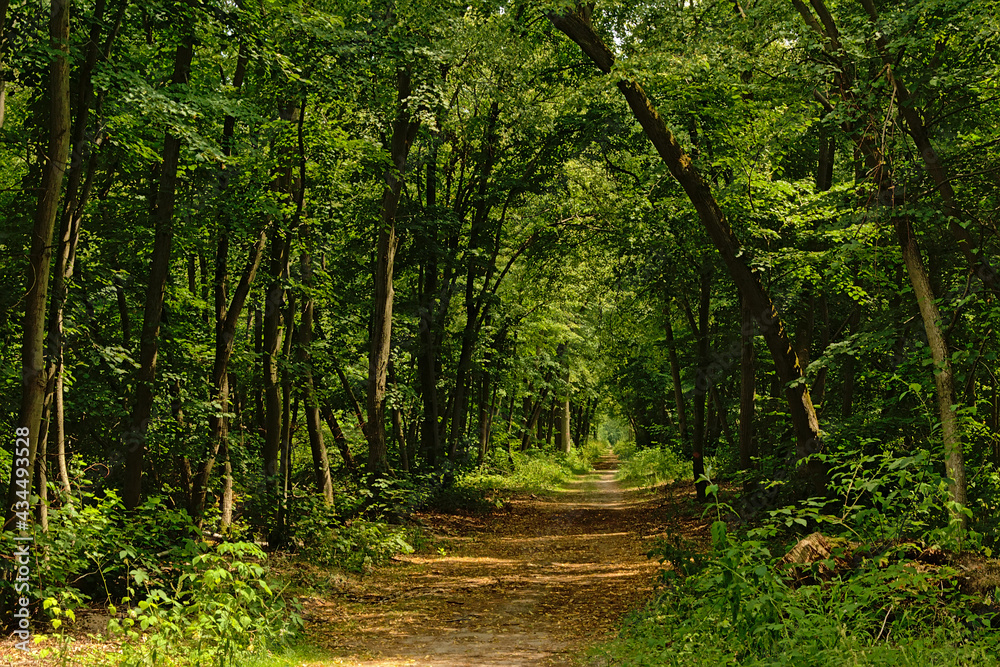 Path through a sunny green spring forest in Ermenonville, Oise, France Path through a sunny green spring forest in Ermenonville, Oise, France