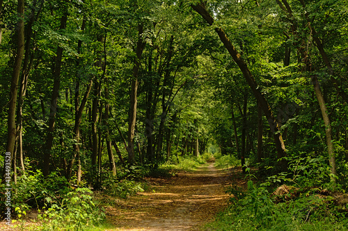 Fototapeta Naklejka Na Ścianę i Meble -  Path through a sunny green spring forest in Ermenonville, Oise, France