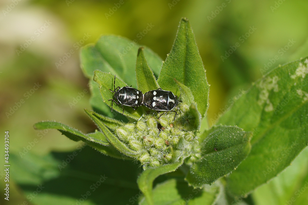Two mating Cabbage bugs, brassica shieldbugs (Eurydema oleracea) of the family Pentatomidae on flower buds of dame's rocket, damask-violet (Hesperis matronalis). Dutch garden. Spring, May, Netherlands