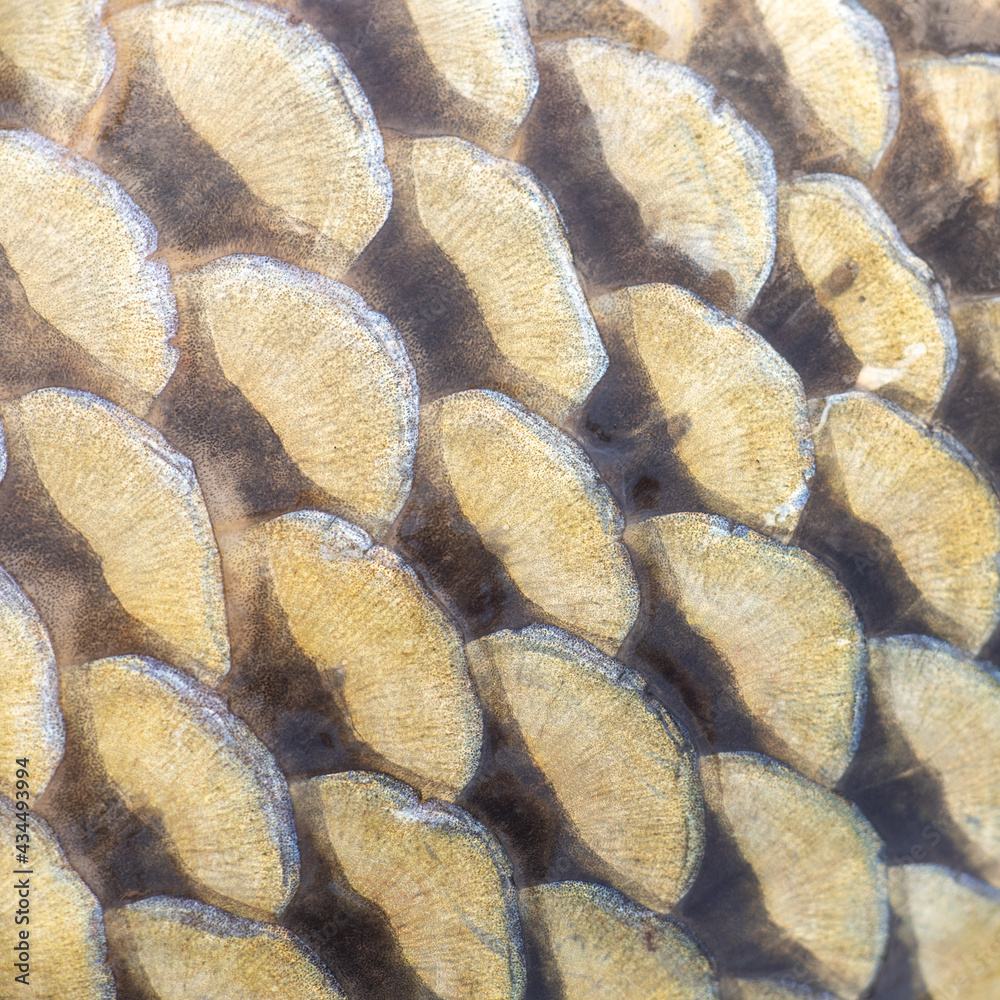 scales close-up on the skin of a large river fish, carp skin texture