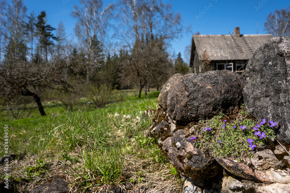 in the countryside small blue flowers bloom by the stones, on which we can see an apple orchard and an old house in the background in the countryside small blue flowers bloom by the stones, on which we can see an apple orchard and an old house in the background
