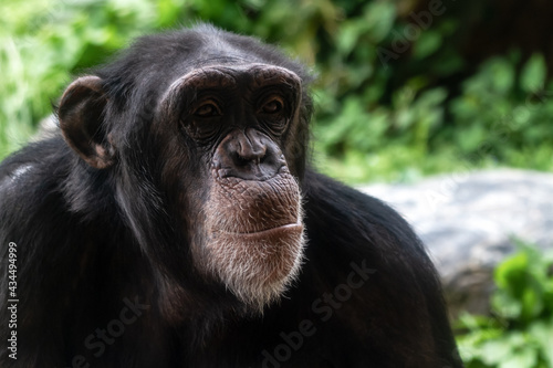 チンパンジーの顔【雌】