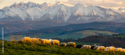 Fototapeta Naklejka Na Ścianę i Meble -  A flock of sheep grazing on a mountain meadow against the backdrop of peaks at sunset Pieniny, Poland