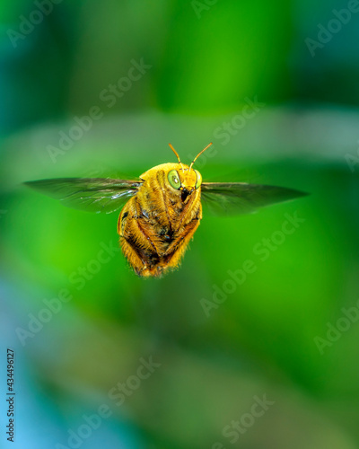 Xylocopa aestuans, Carpenter Bee, male in flight photo