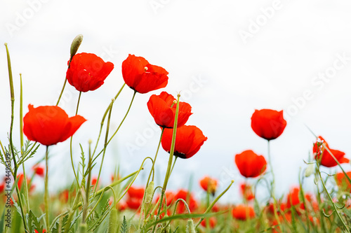 Red wild poppy flowers in a meadow in spring  on a white background. selective focus