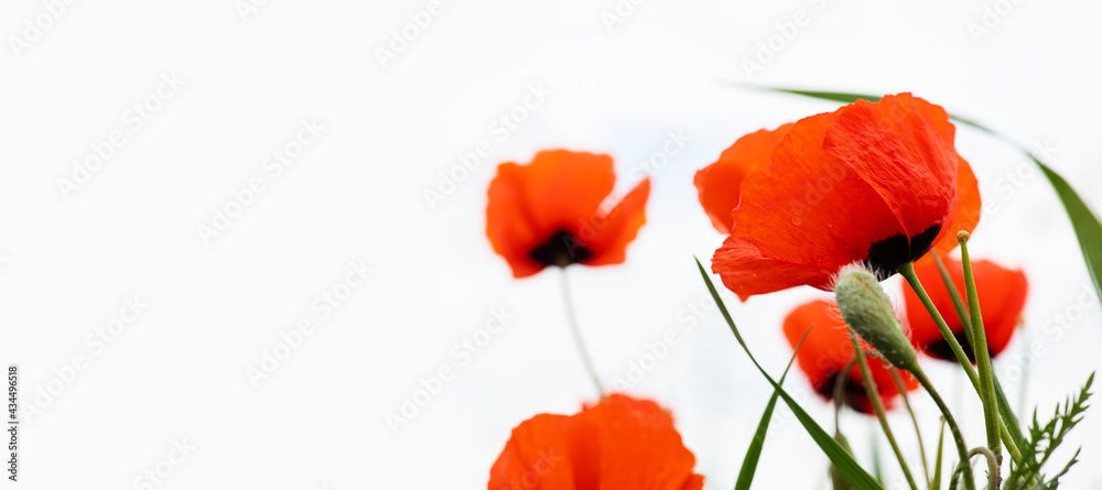 Obraz premium Red wild poppy flowers in a meadow in spring, on a white background. selective focus. banner