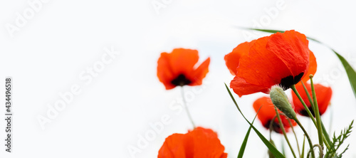 Red wild poppy flowers in a meadow in spring, on a white background. selective focus. banner