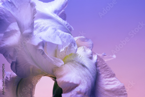 Foto Iris bud closeup, blue shades, abstract floral background.