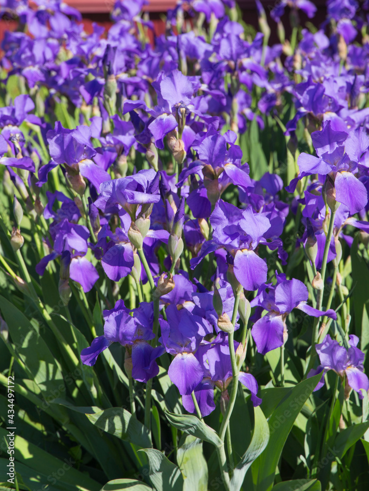 Field of purple irises background vertical