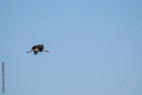 Stork flying in blue sky