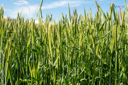 Close up of young green wheat in a wheat field on a sunny spring day