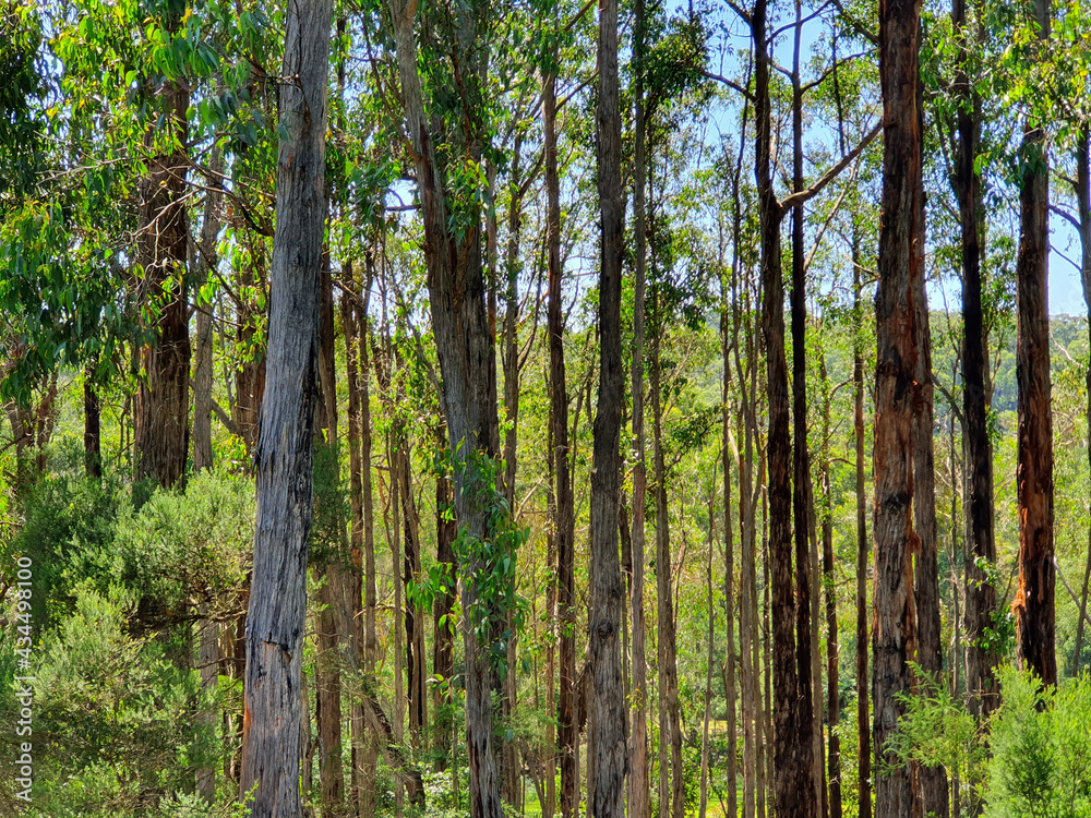 Obraz premium Trees in the Australian forest