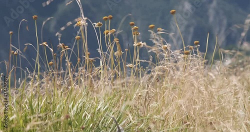Blades of dry grass move with the strong wind over the mountains.Numerous varieties of plants grow on the mountains of the Apuan Alps in Tuscany, from grass to green plants. Apuan Alps, Tuscany, Italy
