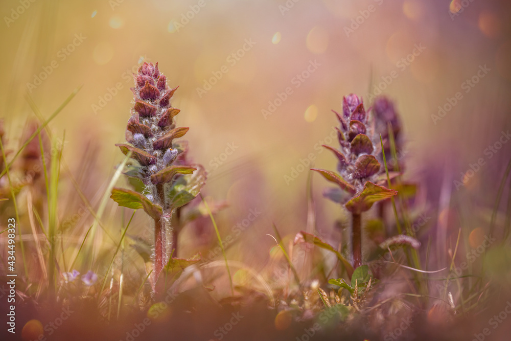 Obraz premium Prairie