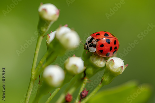 Coccinelle  © lombard