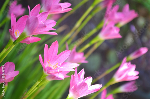 Close up Rain Lily Flower Blooming in The Garden 8