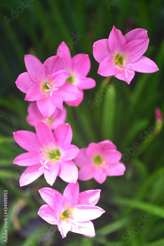 Close up Rain Lily Flower Blooming in The Garden 4