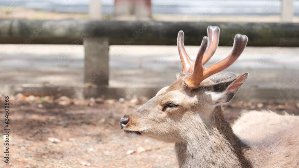 A deer relaxing on the grass in Nara Park, Japan. A deer relaxing on the grass in Nara Park, Japan.