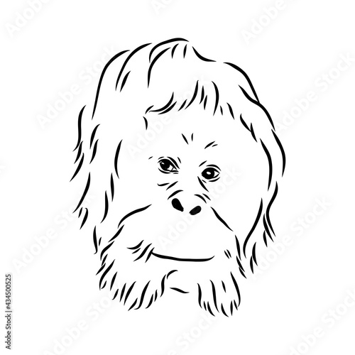 Vector illustration. Hand drawn realistic sketch of an ape, orangutan