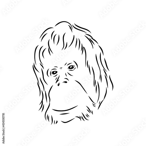 Vector illustration. Hand drawn realistic sketch of an ape, orangutan