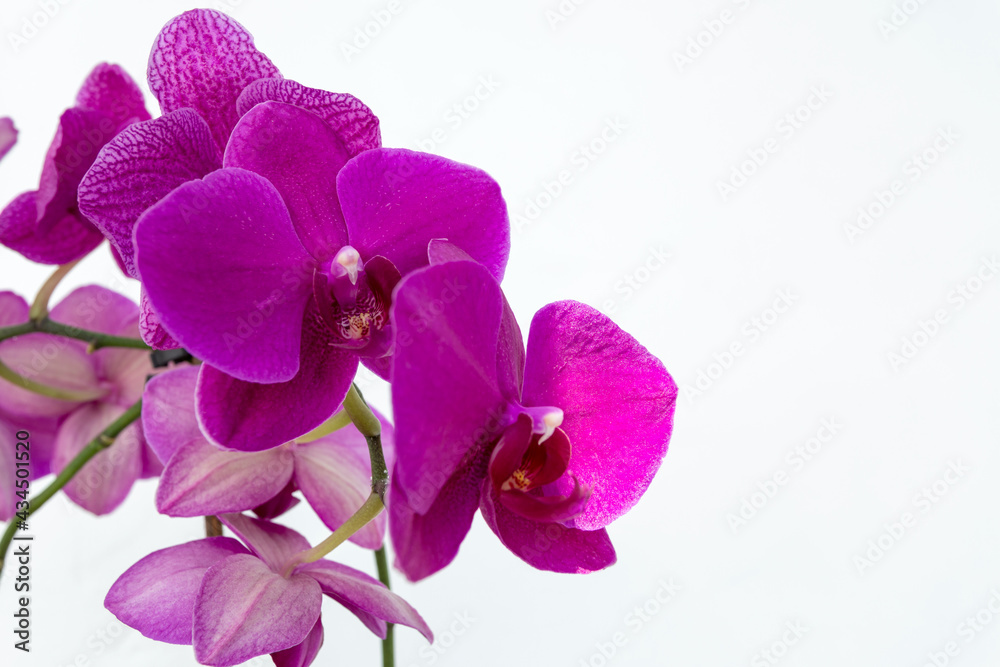 Vertical photo. Purple orchid against a light wall. Vertical photo. Purple orchid against a light wall.