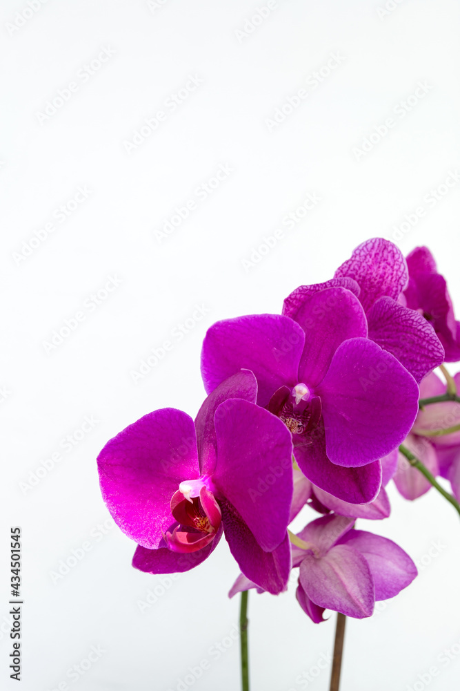 Naklejka premium Vertical photo. Purple orchid against a light wall.