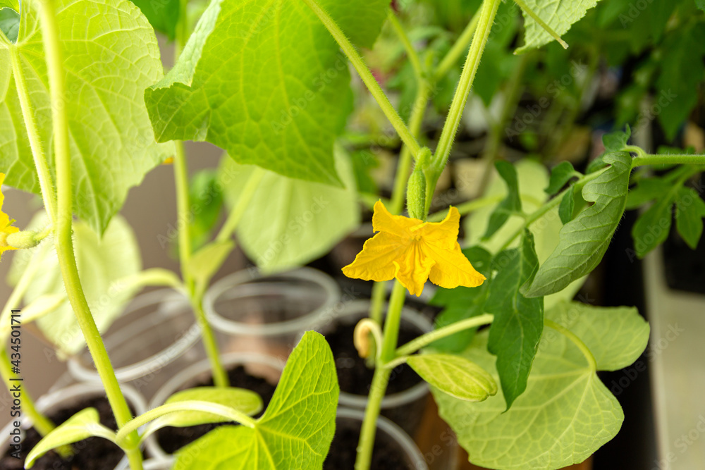 Blooming seedlings of cucumber . Hand holds a leaf of tomato seedling. All-season works. Garden season. Blooming seedlings of cucumber . Hand holds a leaf of tomato seedling. All-season works. Garden season.