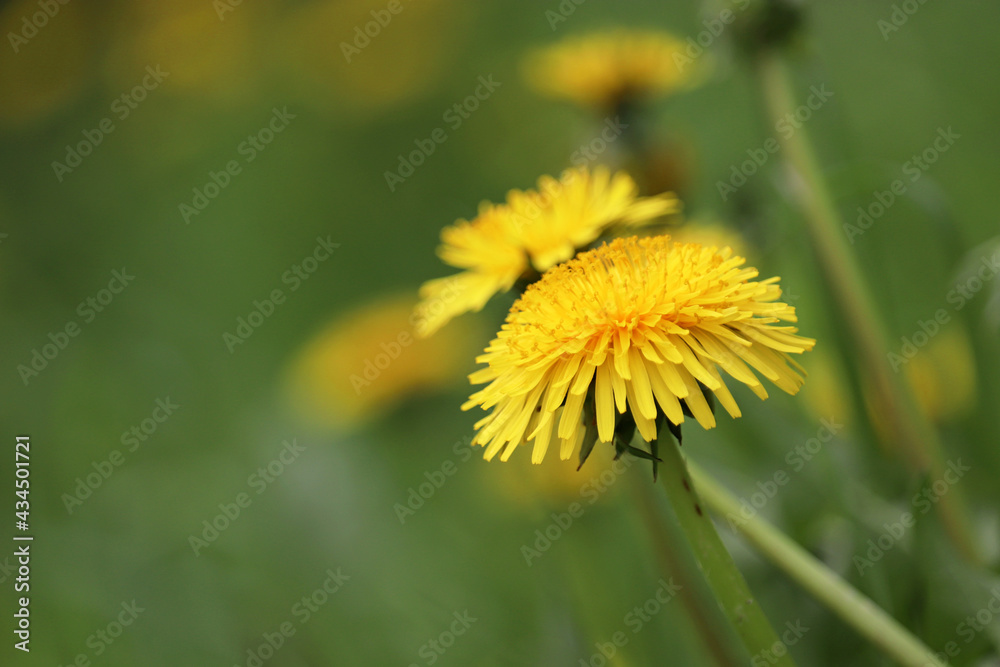 Blooming dandelion flowers in green grass. Spring meadow with yellow wildflowers Blooming dandelion flowers in green grass. Spring meadow with yellow wildflowers