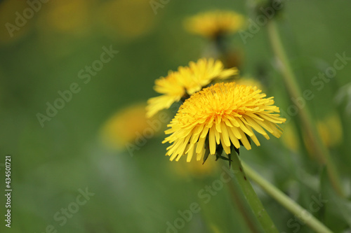 Fototapeta Naklejka Na Ścianę i Meble -  Blooming dandelion flowers in green grass. Spring meadow with yellow wildflowers