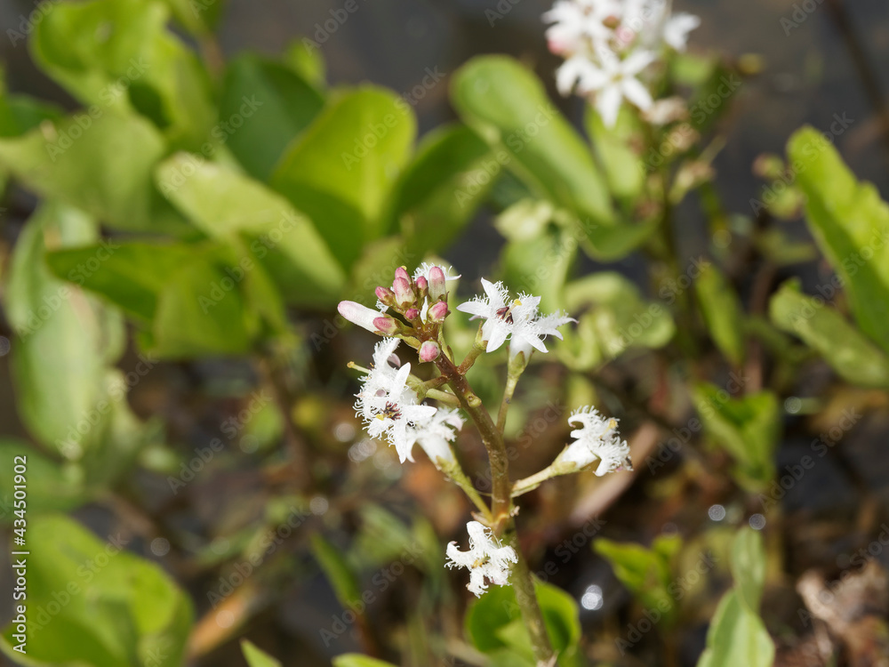 Menyanthes trifoliata | Trèfle d'eau ou Ményanthe trèfle d'eau. Plante aquatique des étangs à tiges à folioles émergées et grappes de fleurs rosâtres et blanchâtres, pétales entourés de cils blancs Menyanthes trifoliata | Trèfle d'eau ou Ményanthe trèfle d'eau. Plante aquatique des étangs à tiges à folioles émergées et grappes de fleurs rosâtres et blanchâtres, pétales entourés de cils blancs