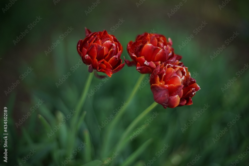 Three red hybrid tulip flowers grow in the spring garden.