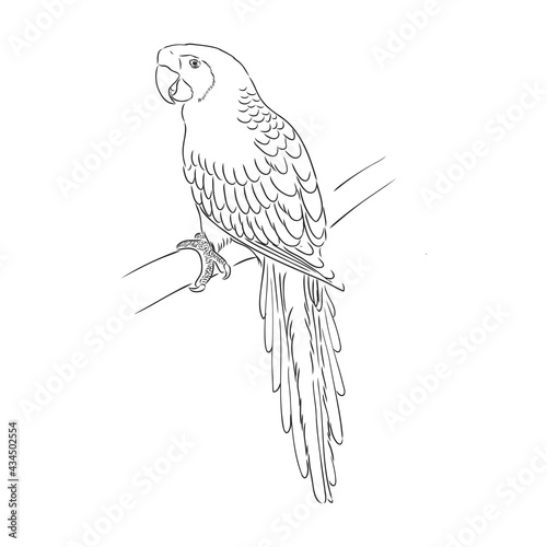 Vector cockatoo silhouette isolated on white background. Tropical bird illustration. Hand drawn parrot with crest. Cacatuidae family, Cacatuoidea superfamily, Psittaciformes order, Aves class bird art
