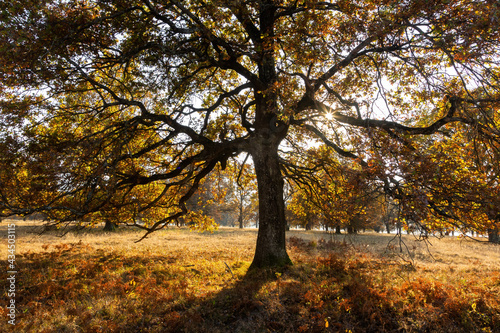 Majestic european oak  quercus robur  with large branches growing on a meadow in autumn. Sun shining through orange leaves of a massive tree in wilderness.