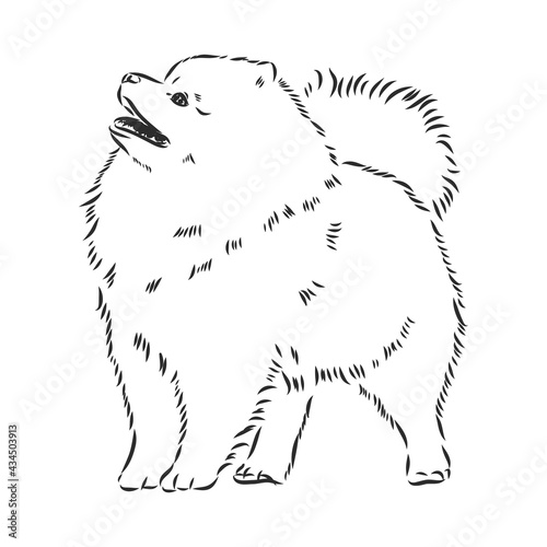 Pomeranian dog hand drawn sketch. Purebred lap dog face on white background.