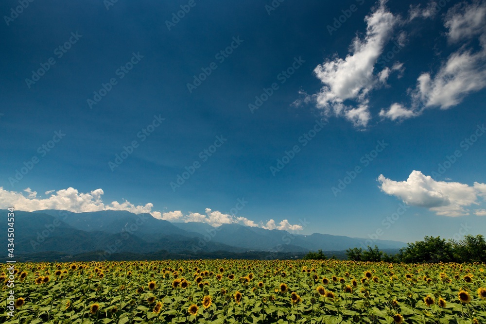sunflower field with mountains background in summer